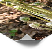 Fiddlehead Ferns in lente-Natuur 3 Poster (Hoek)
