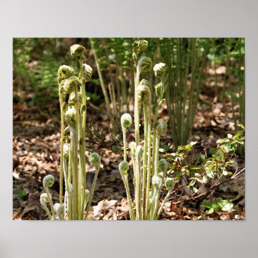 Fiddlehead Ferns in lente-Natuur 3 Poster (Voorkant)