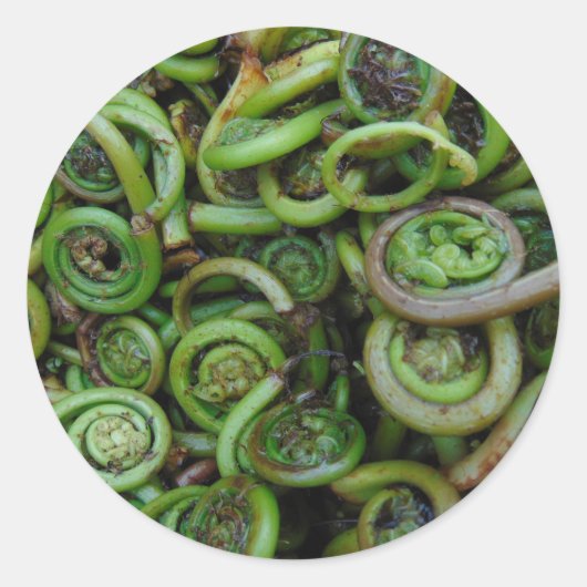 Fiddlehead Ferns Ronde Sticker (Voorkant)