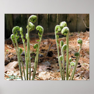 Fiddlehead Ferns Spring Natuur #4 Poster