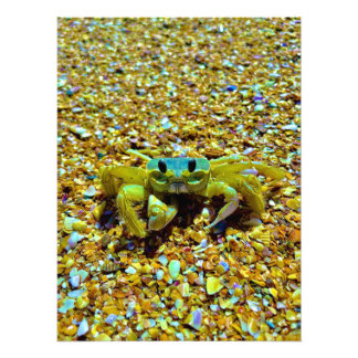 Fiddler Crab Foto Afdruk