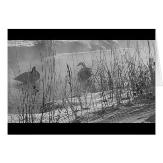 Fidélité ~ carte des cygnes d'hiver