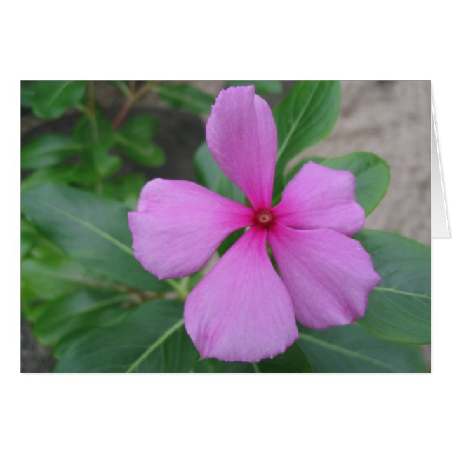 Fidji Floral (Devant horizontal)