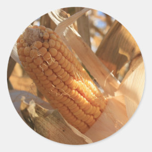Field Corn op Stalk Ronde Sticker