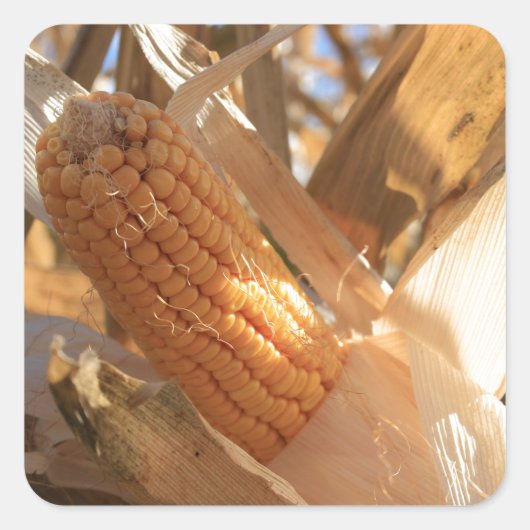 Field Corn op Stalk Vierkante Sticker (Voorkant)
