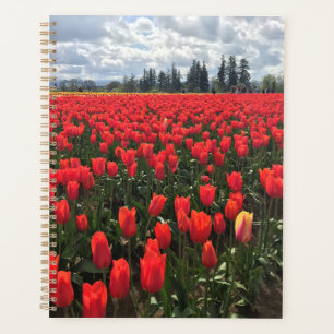 Field of Ballerina Tulips, Oregon