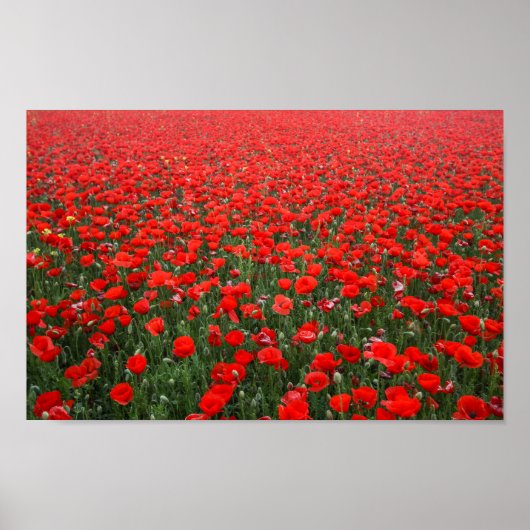 Field of Red Poppies Poster (Voorkant)