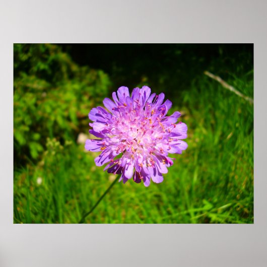 Field Scabious Poster (Voorkant)