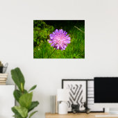 Field Scabious Poster (Thuiskantoor)
