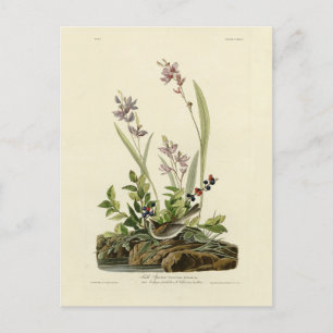 Field Sparrow van Audubon's Birds of America Briefkaart