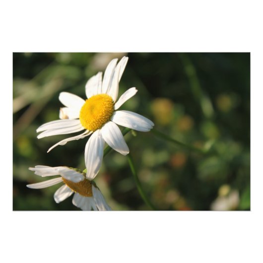 Field White Daisy Flowers Foto Afdruk (Voorkant)