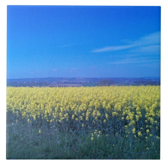 Fields de moutarde Carreaux en céramique 6" x 6"  (Devant)