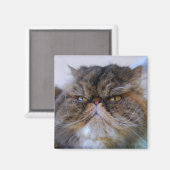 Fier Calico Persian Aimant Chat (Recto/Verso)