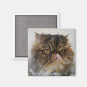 Fier Calico Persian Aimant Chat (Recto/Verso)
