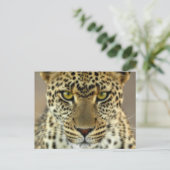 Fierce Leopard Briefkaart (Staand voorkant)