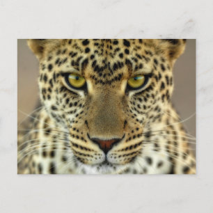 Fierce Leopard Briefkaart