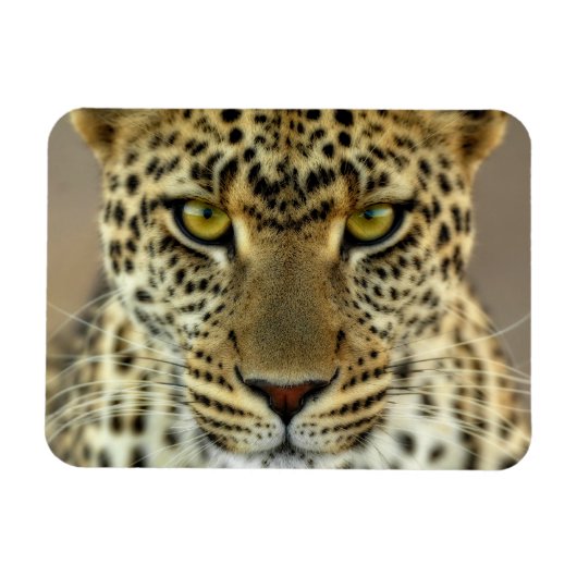 Fierce Leopard Magneet (Horizontaal)