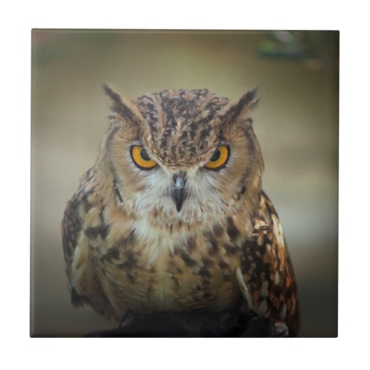 Fierce Oranje Eyed Owl Tegeltje (Voorkant)