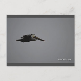 Fierce Pelican III Blue Beach Song™-Briefkaart Briefkaart