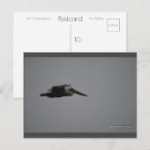 Fierce Pelican III | Carte postale Blue Beach Song (Devant / Derrière)