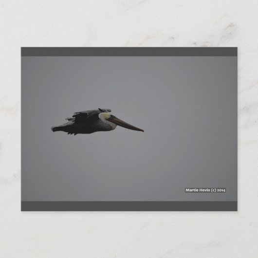 Fierce Pelican III | Carte postale Blue Beach Song (Devant)