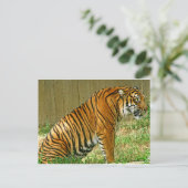 Fierce Tiger Briefkaart (Staand voorkant)