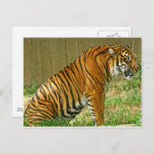 Fierce Tiger Briefkaart (Voorkant / Achterkant)