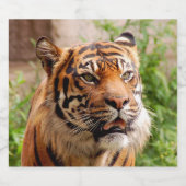 Fierce tijger bier etiket (Enkel label)