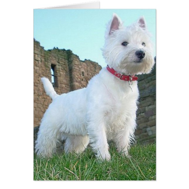 Fière Westie (Devant)