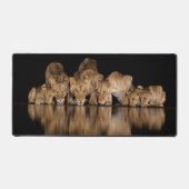 Fierté de lions buvant au point d'eau la nuit (Recto)