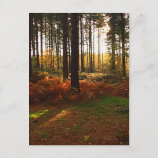 Fiery Bracken Briefkaart