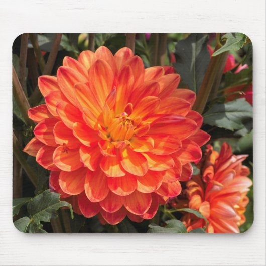Fiery Dahlia Muismat (Voorkant)