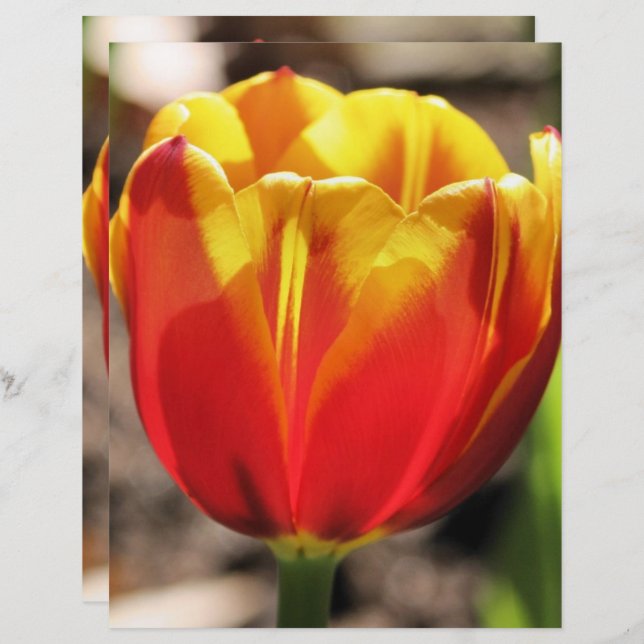 Fiery Oranje Yellow Tulp Flower Scrapbook Paper (Voorkant / Achterkant)