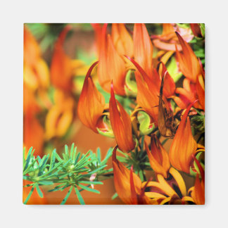 Fiery Red Oranje Blooms op deze Crocosmia Garden Magneet