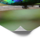 Fiery-throated Hummingbird Poster (Hoek)
