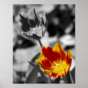 Fiery Tulip Flower Pair Partial Color Poster