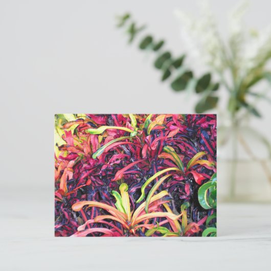 Fiesta de couleur - Carte postale (Debout devant)