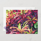 Fiesta de couleur - Carte postale (Devant / Derrière)