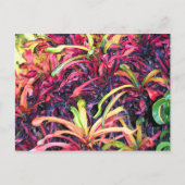 Fiesta de couleur - Carte postale (Devant)