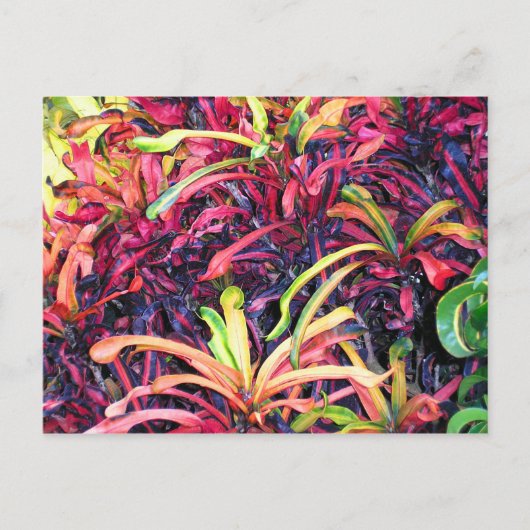 Fiesta de couleur - Carte postale (Devant)