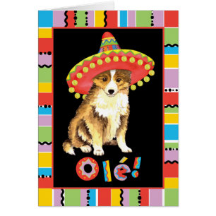 Fiesta sheltie