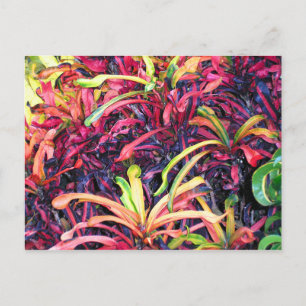 Fiesta van kleur - Briefkaart