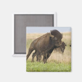 Fiesty jonge bizenkop in het Tallgras Magneet (Voorkant / Achterkant)