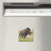 Fiesty jonge bizenkop in het Tallgras Magneet (Insitu (Vaatwasser))