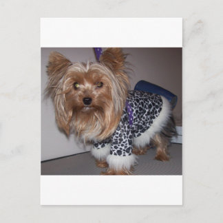 "Fifi" de Yorkie! Briefkaart