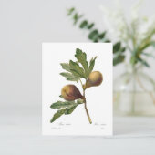 Fig Briefkaart (Staand voorkant)