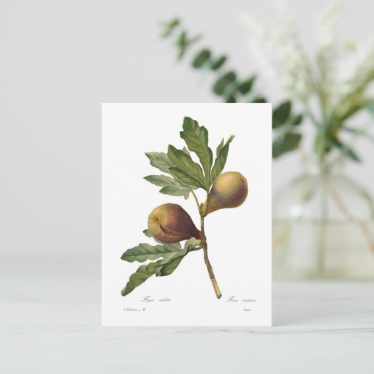 Fig Briefkaart (Staand voorkant)