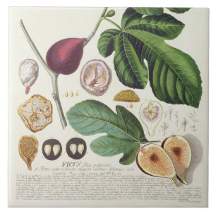 Fig, gegraveerd door Johann Jakob Haid (1704-67) b Tegeltje