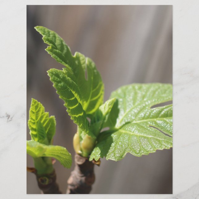 Fig Leaf (Voorkant)