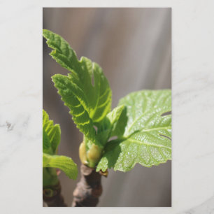 Fig Leaf Briefpapier